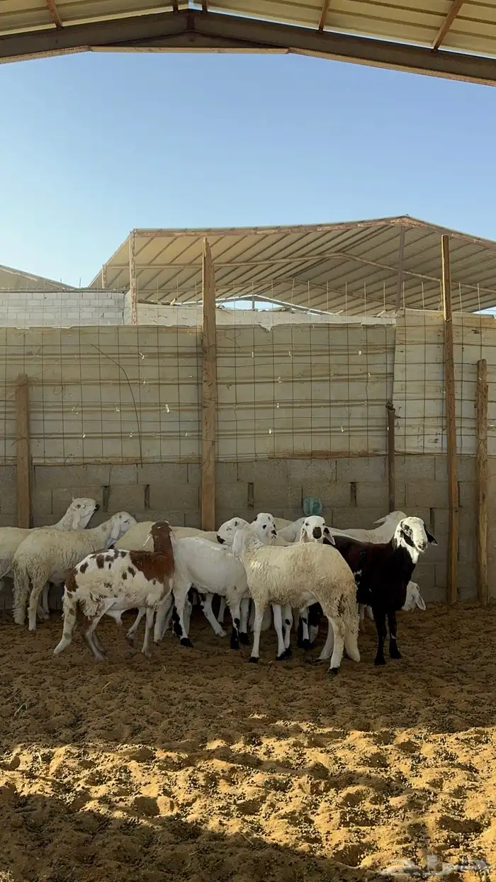 سواكن مرابي 1