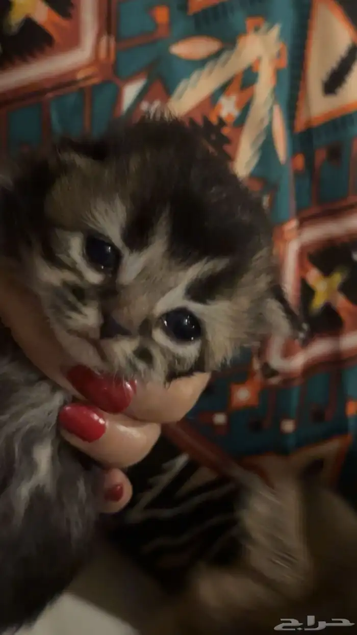 سكوتش فولد جمالو 2