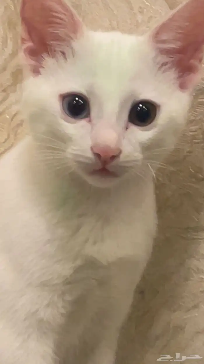 قط بلدي ابيض للتبني عمره 3 شهور 1