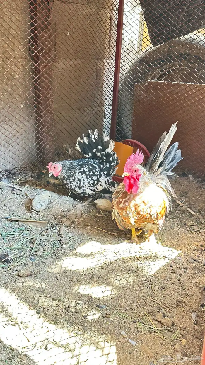 دجاج جبنيز قزم زحفف 7