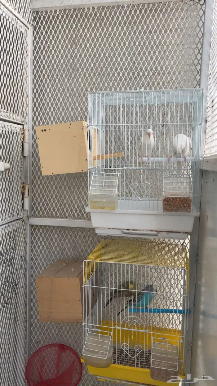 ازواج بادجي منتجة ( تم البيع ) 0