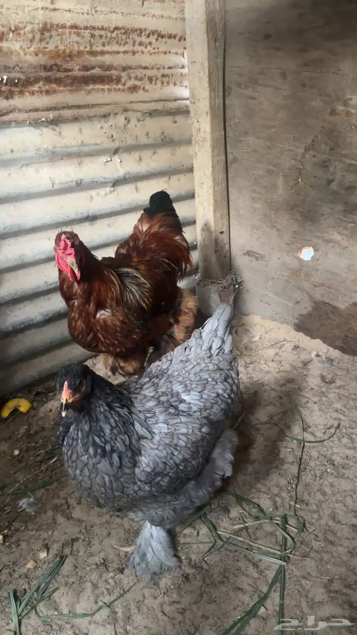 جوز دجاج براهما 0