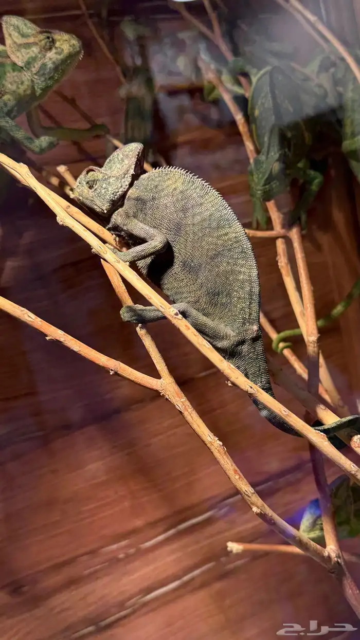 حرباء كاميليون 1