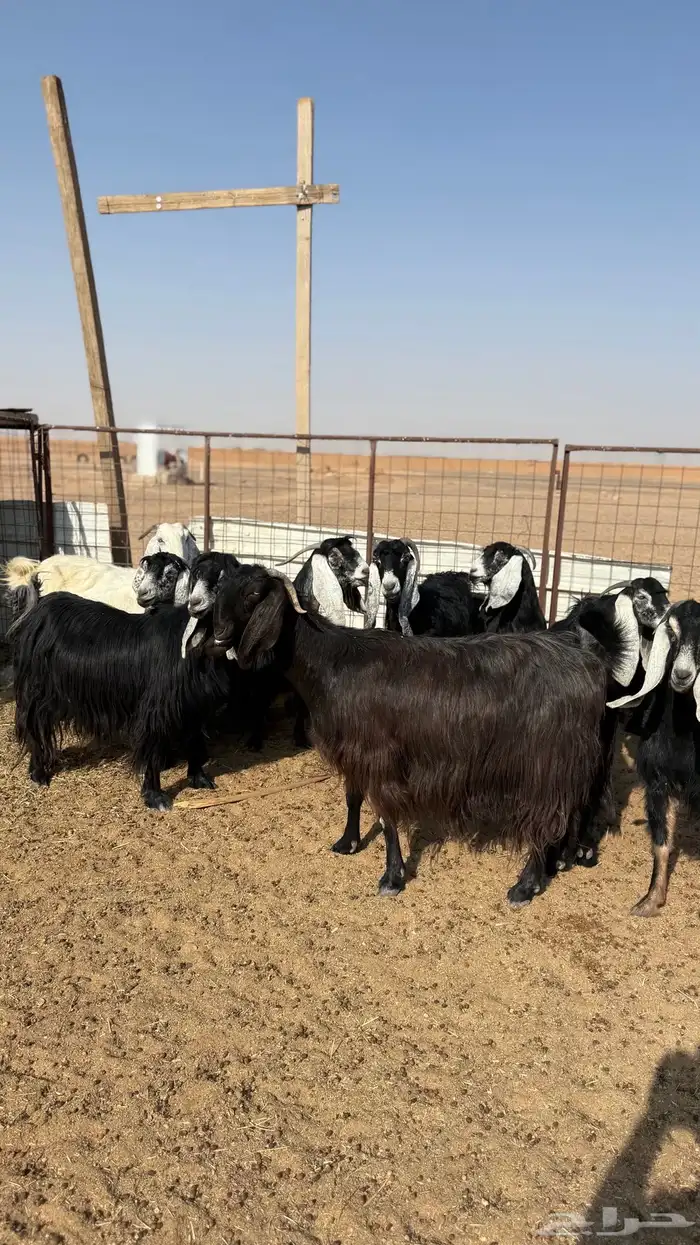 معزاء دفيع 1