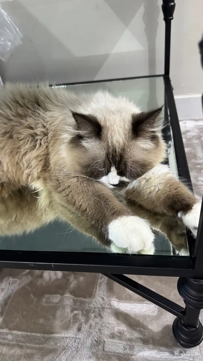 ذكر همالايا 3