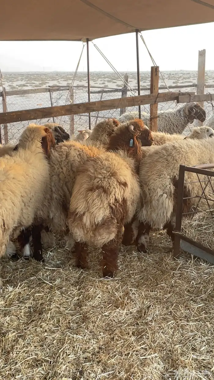 ذبايح نعيم طيبه للبيع تفريد او جمله 0