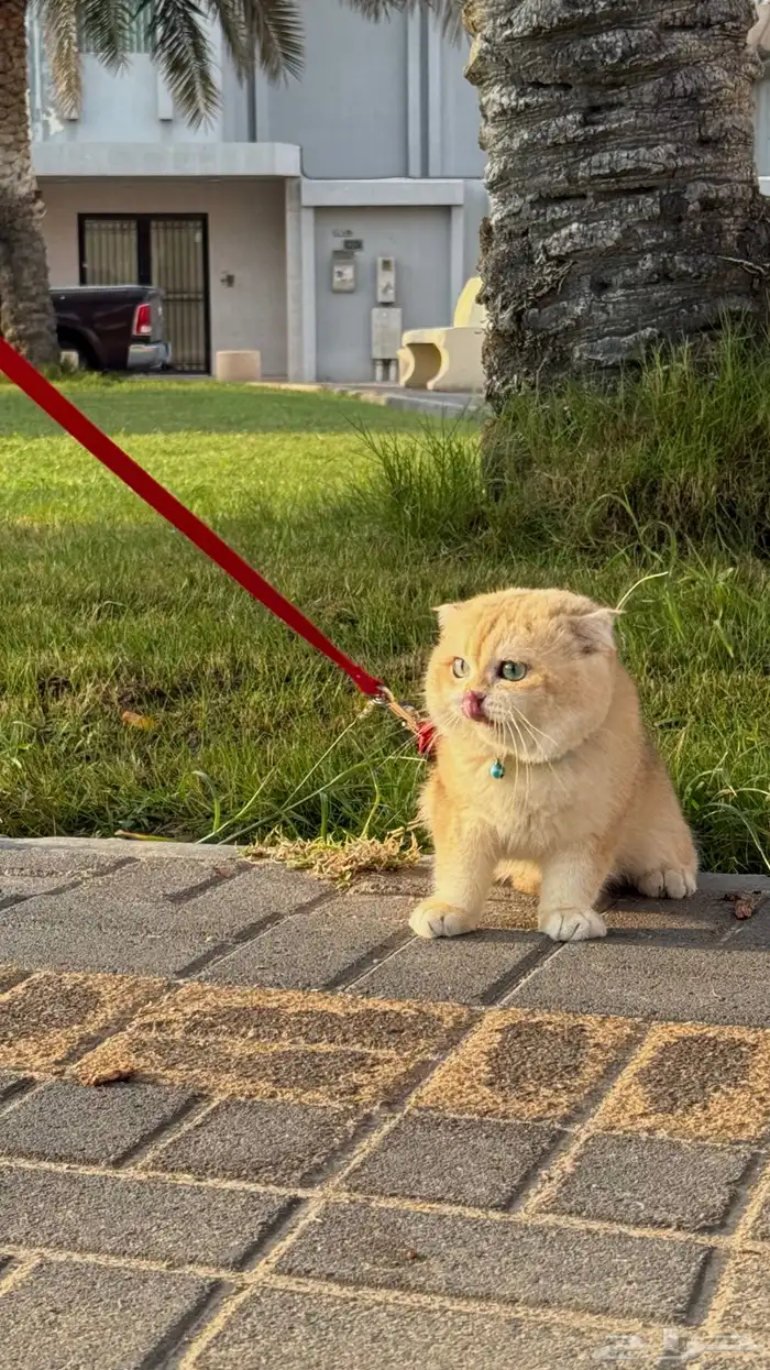 قط تربل فولد للتزاوج 0