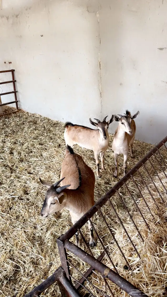 معزا جنوبيات يمنيات جذعات 3