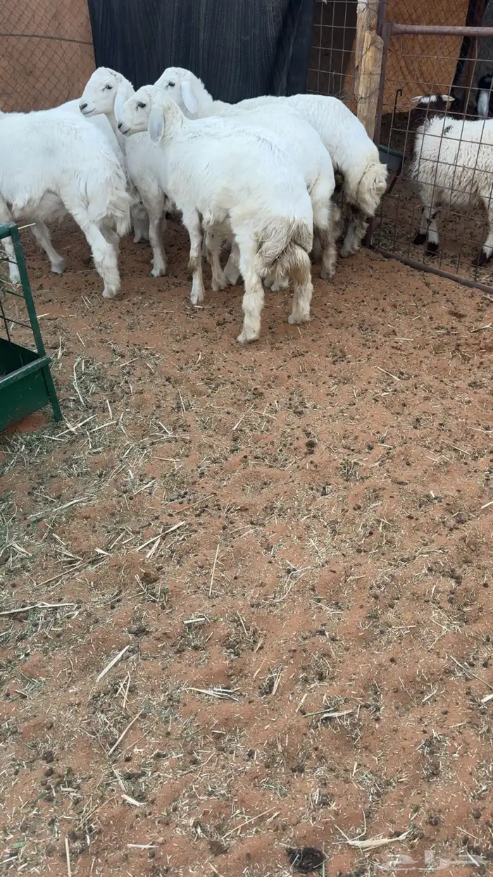 6 طليان حريه جبره 3