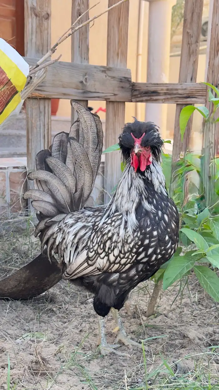 ديك بلجيكي 0