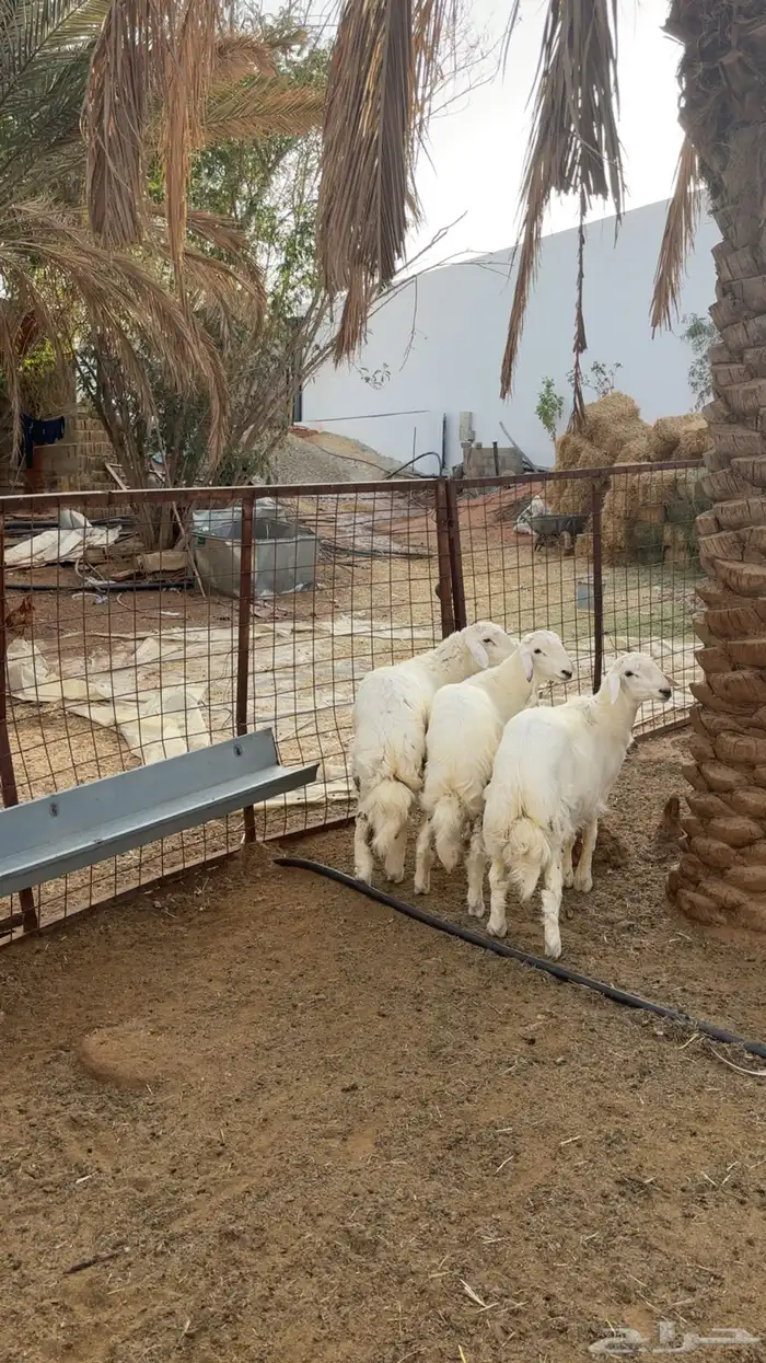 3 طليان طيبه فل شحم 3