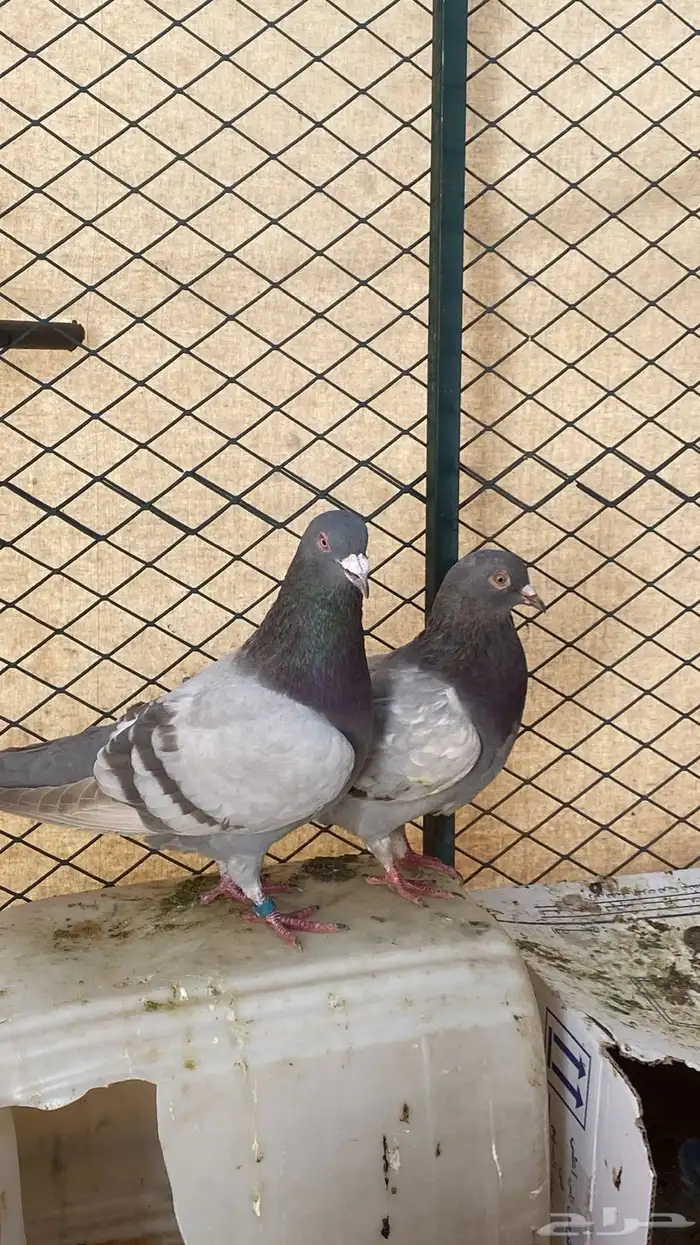 حمام للبيع شرط صحة زاجل سلفر حمام الموقع سكاكا 0