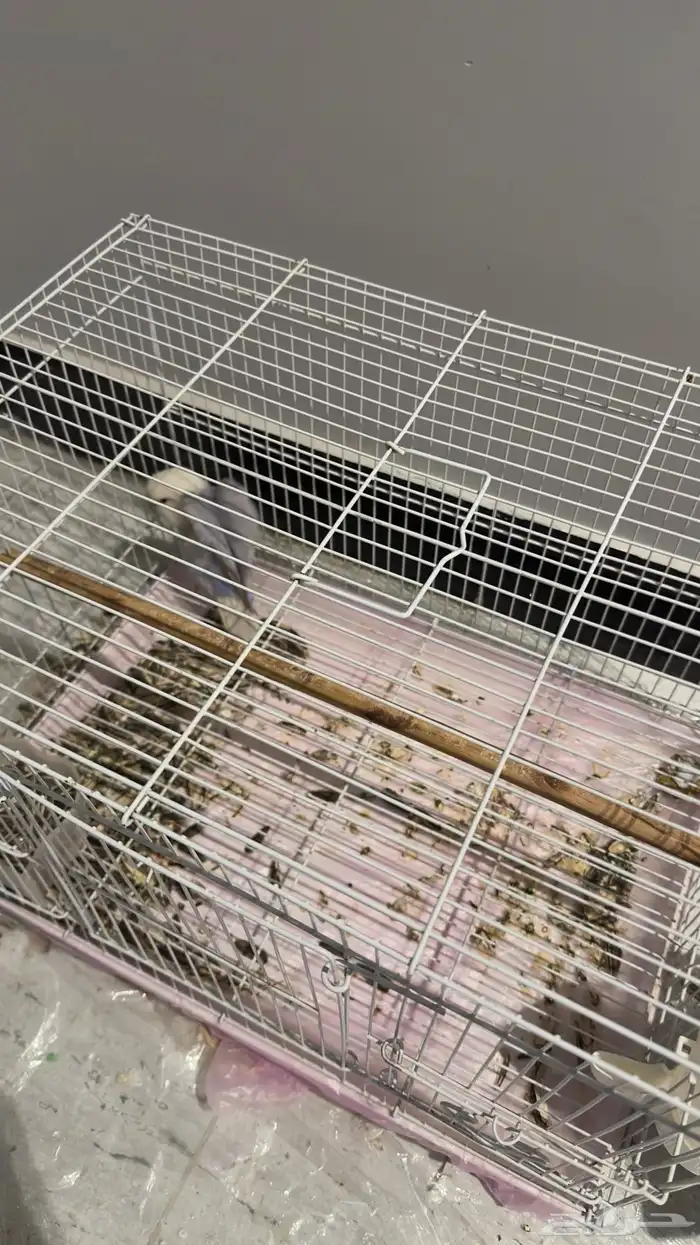 طائر روز للبيع 2