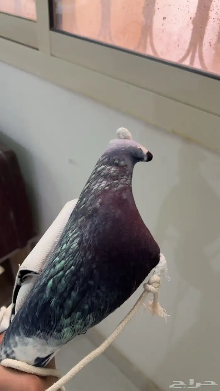 وكر ودس واشياء اكثر 0