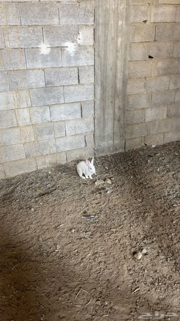 ارانب للبيع 2