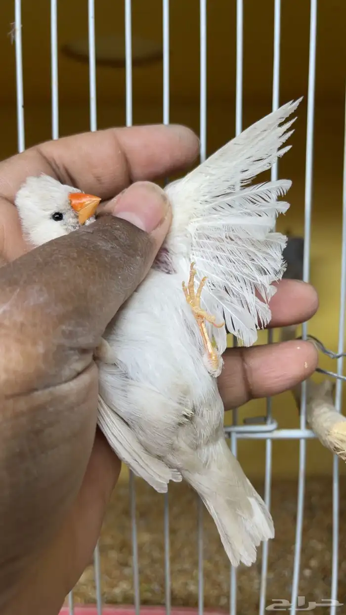 ايمو شاركول 3