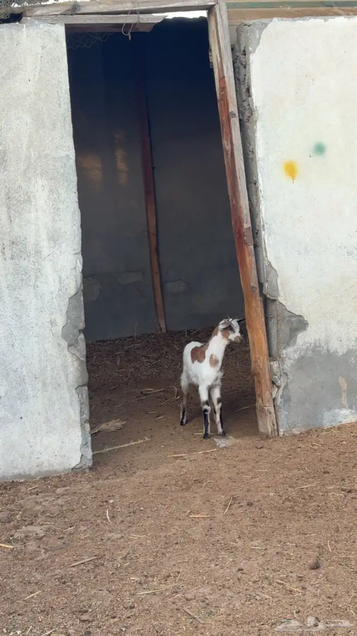 عنز جنوبيه 4