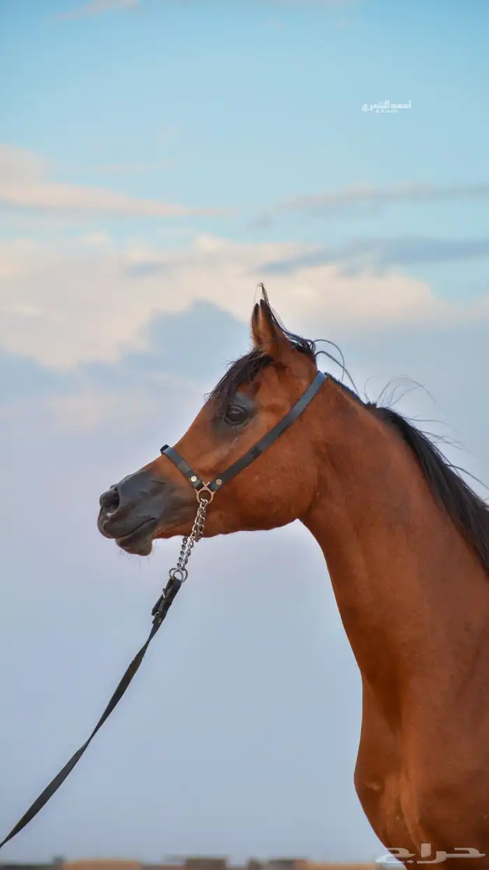 مهره ( واهو ) بطولات 2