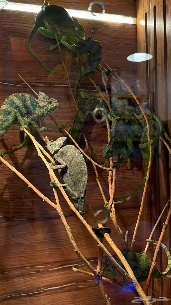 حرباء كاميليون 5