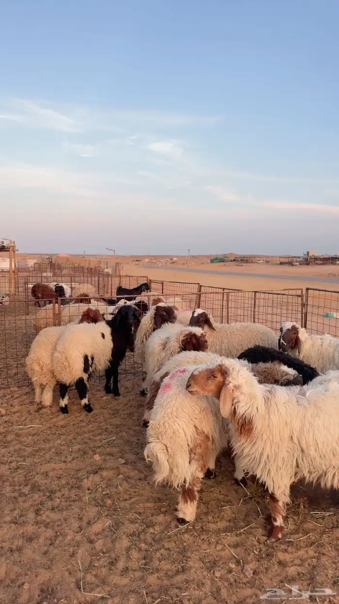 ذبايح نعيم وحري ونجد يوجد تمارا وتابي ( بريدة) 3