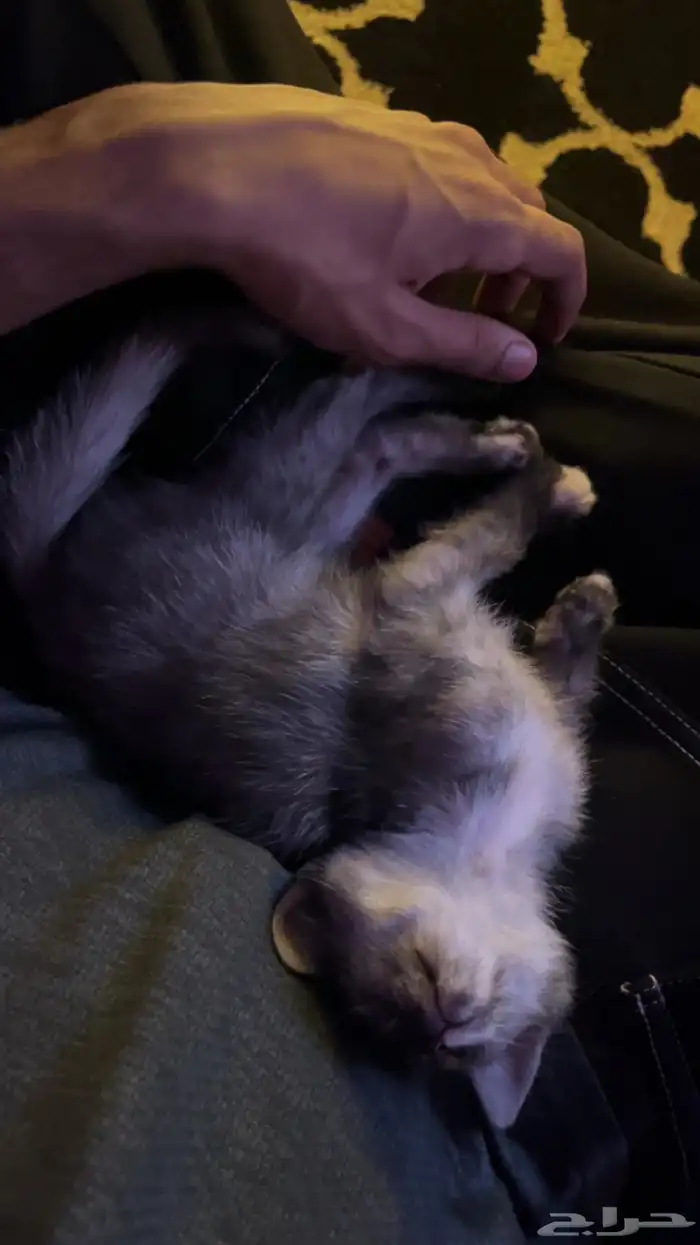 بسه للتبني 1