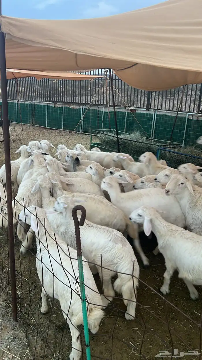 غنم حريات على الشرط 10