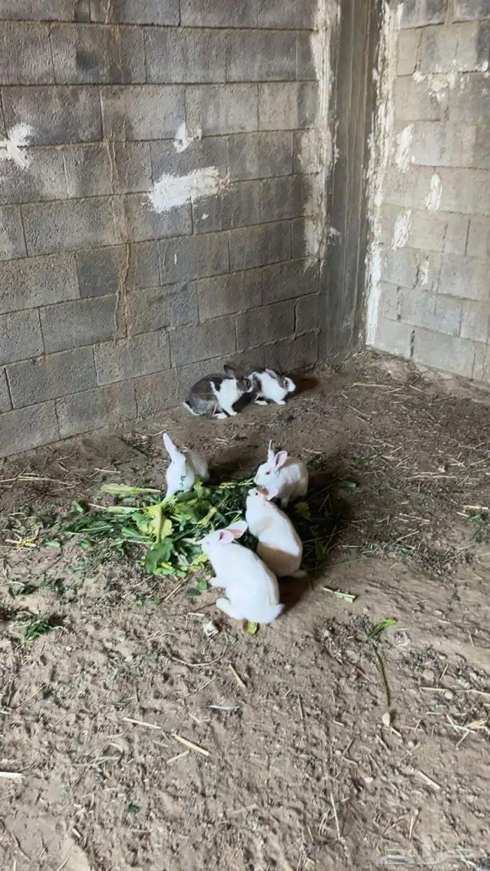 ارانب للبيع 8