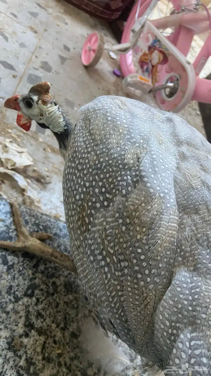 دجاجة حبشي 1