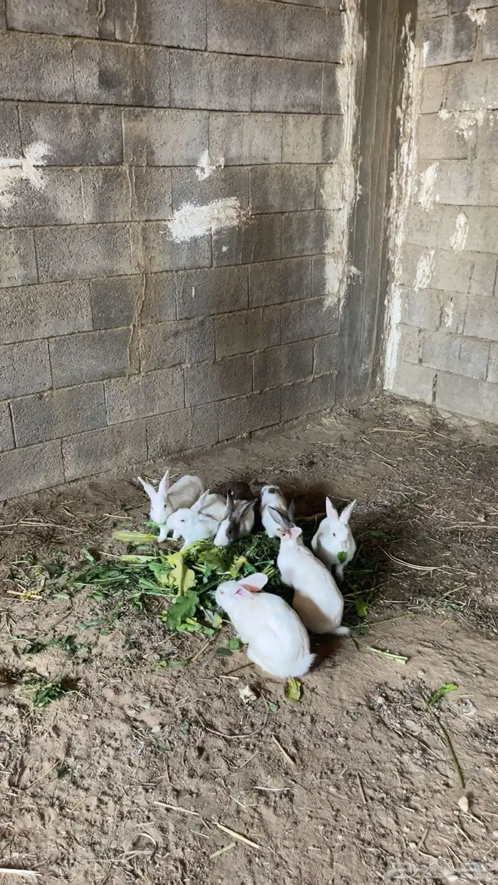 ارانب للبيع 7
