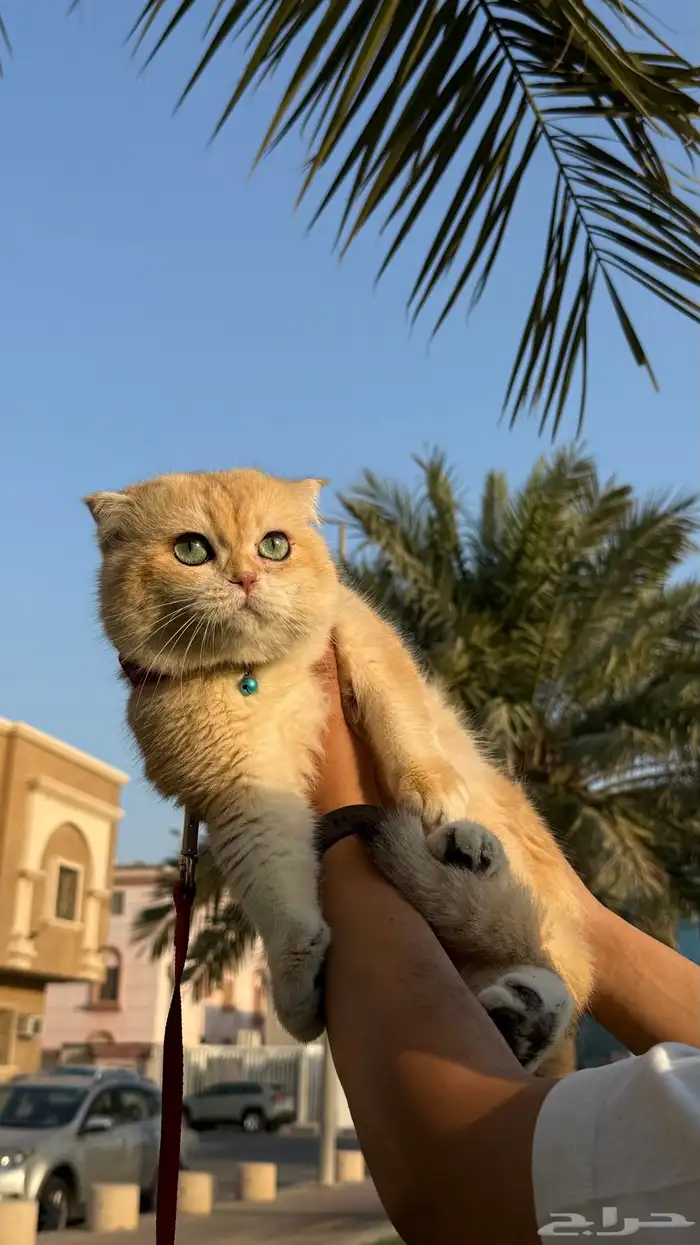 قط تربل فولد للتزاوج 3