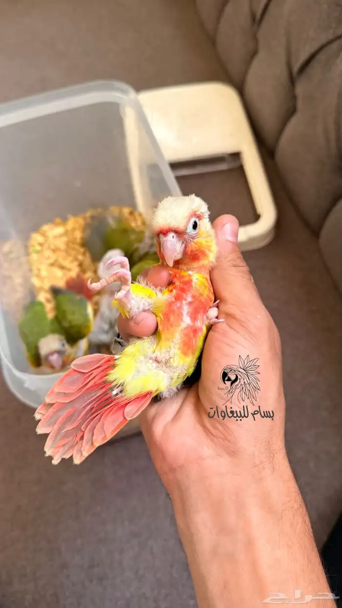 فروخ الكنيور اناناس دبل رد فاكتور وصلت الحق الحق الحق 0