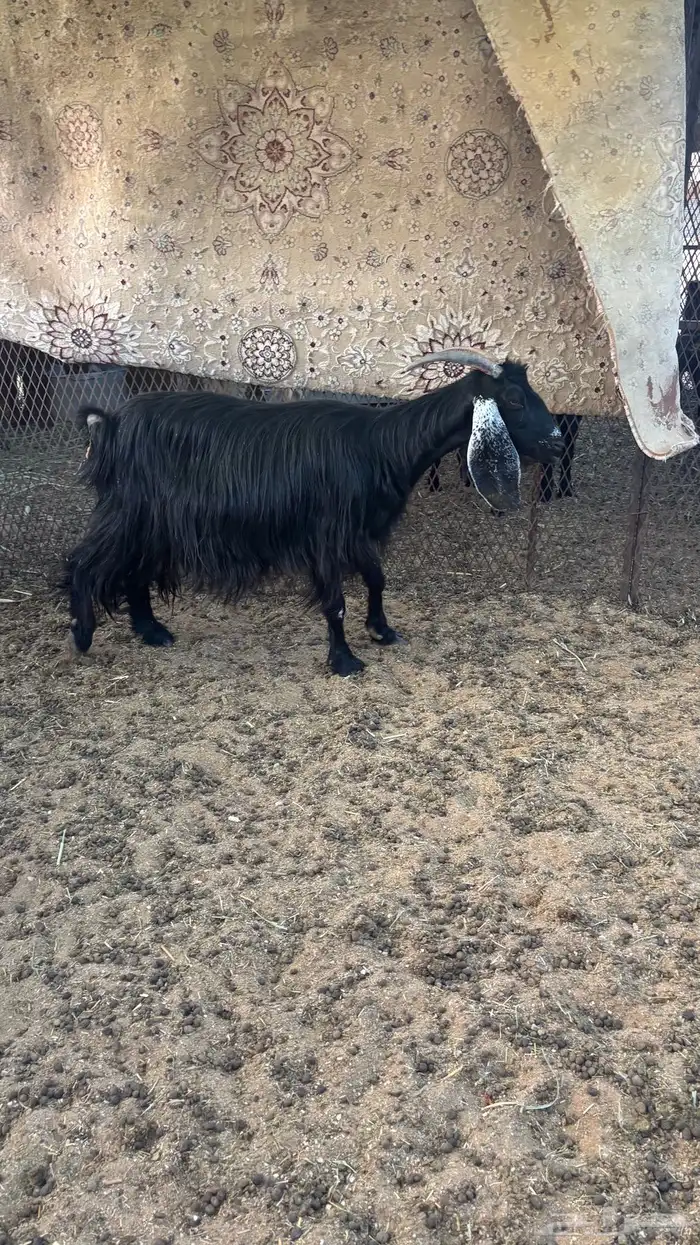 عنز دافع للبيع 0