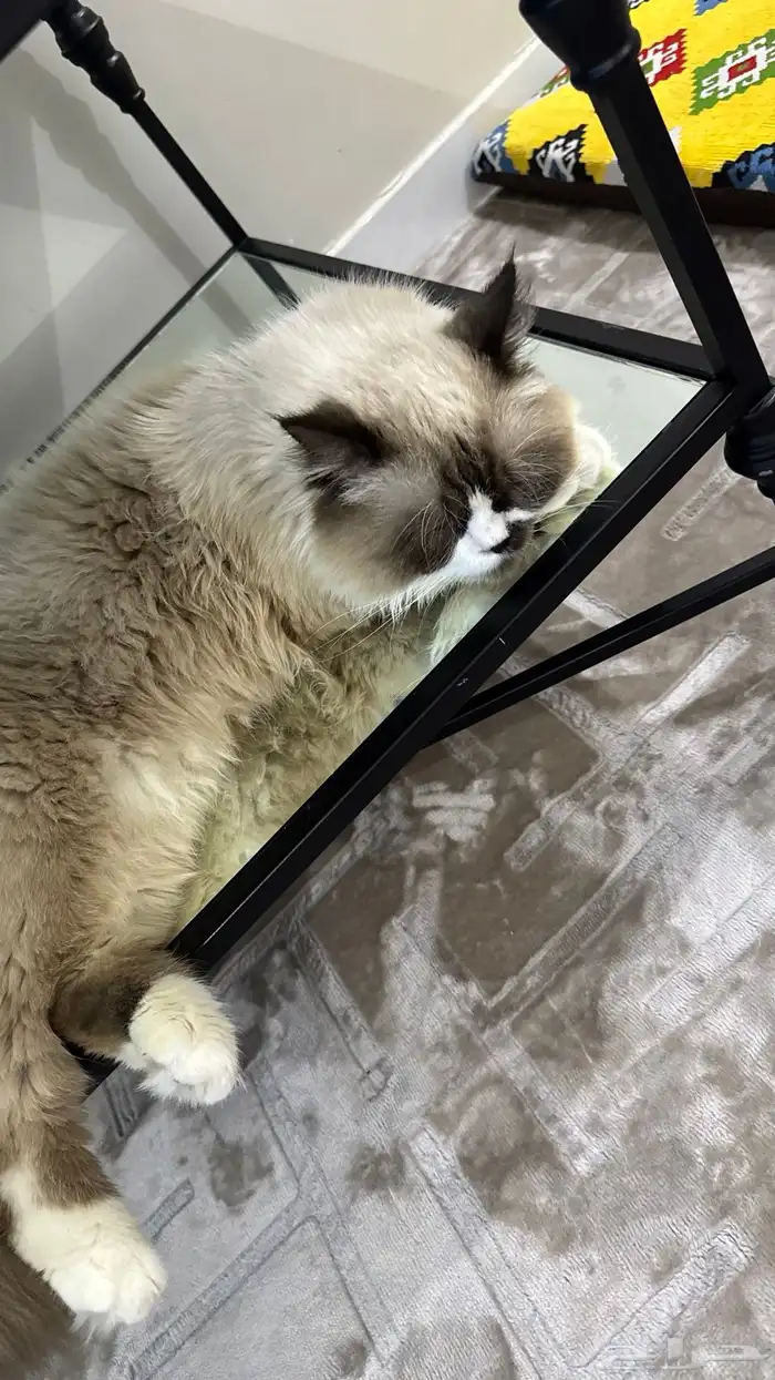 ذكر همالايا 1