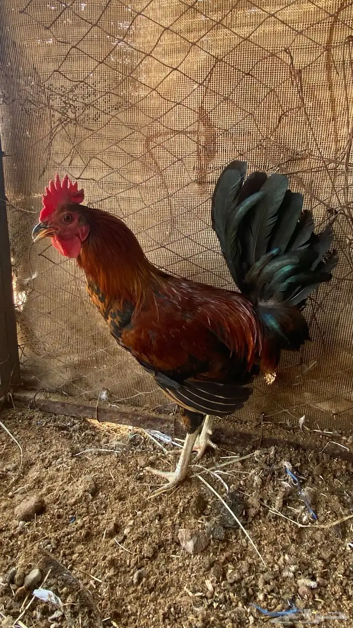 ديوك للبيع فيها ال ( تاج ) 4