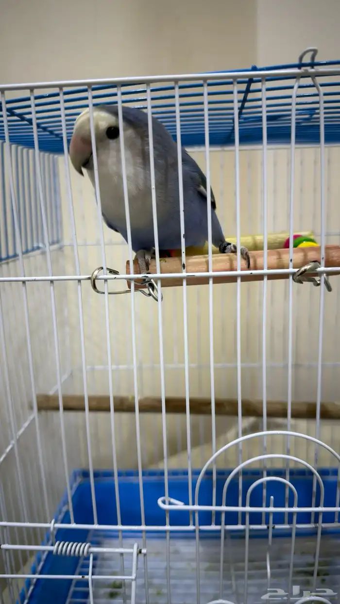 عصفور روز هدد خارجي داخلي 1