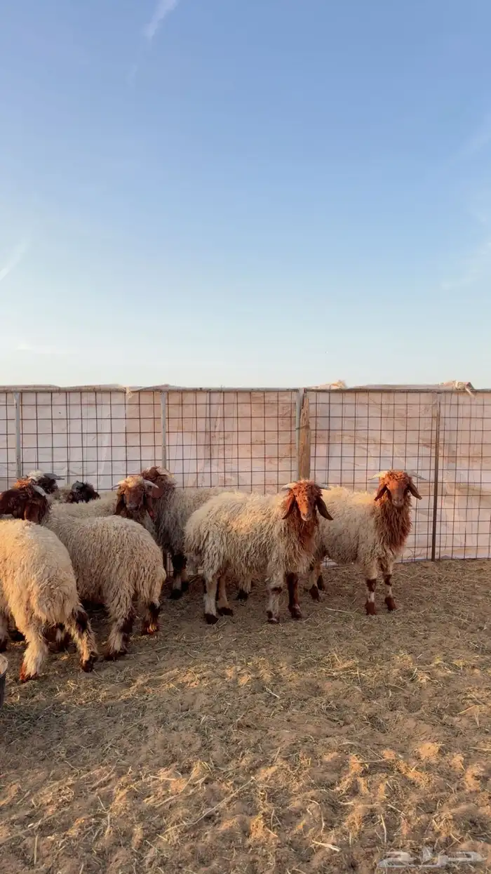 خرفان نعيم العدد 11 ( بريدة) 1