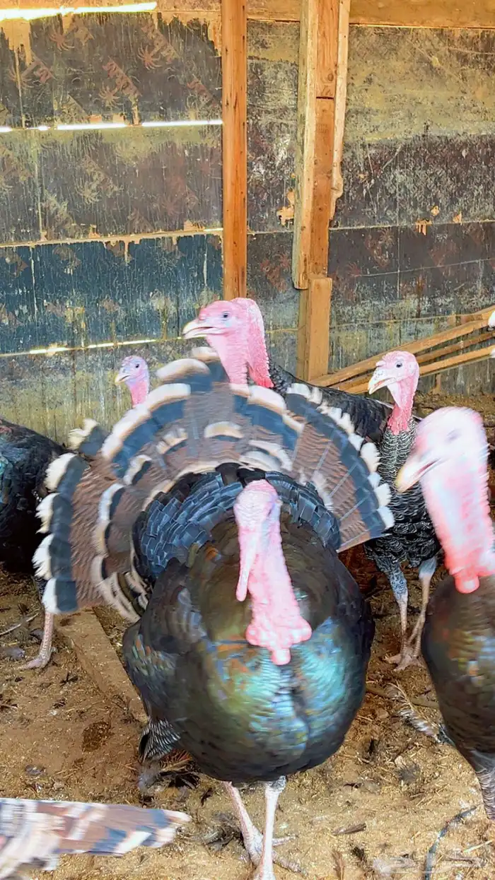 دجاج رومي بادي يبيض 3