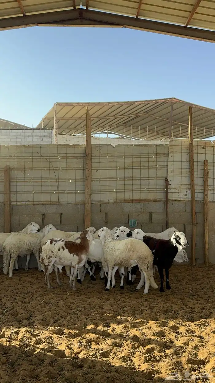 سواكن مرابي 0