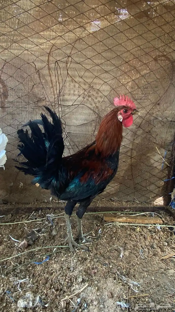 ديوك للبيع فيها ال ( تاج ) 7