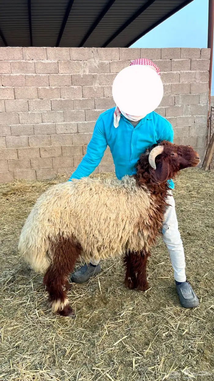 خرفان نعيمي 0