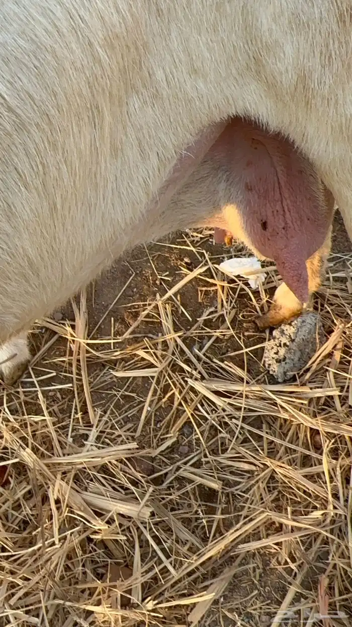 نعجة رفيدية تحتها طلي 11