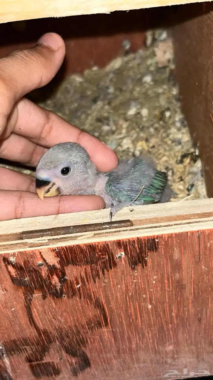 فرخ روز عليه عرض 2