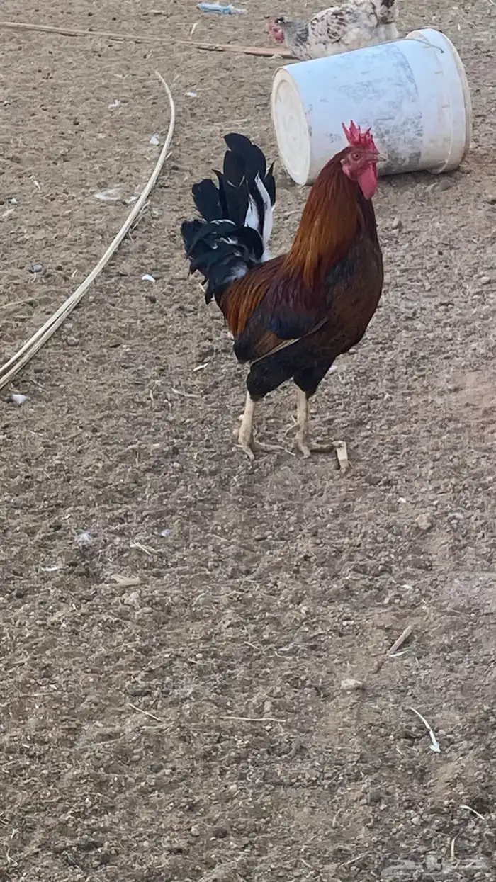 دجاج بلدي ومشكل بياض ع الشرط 9