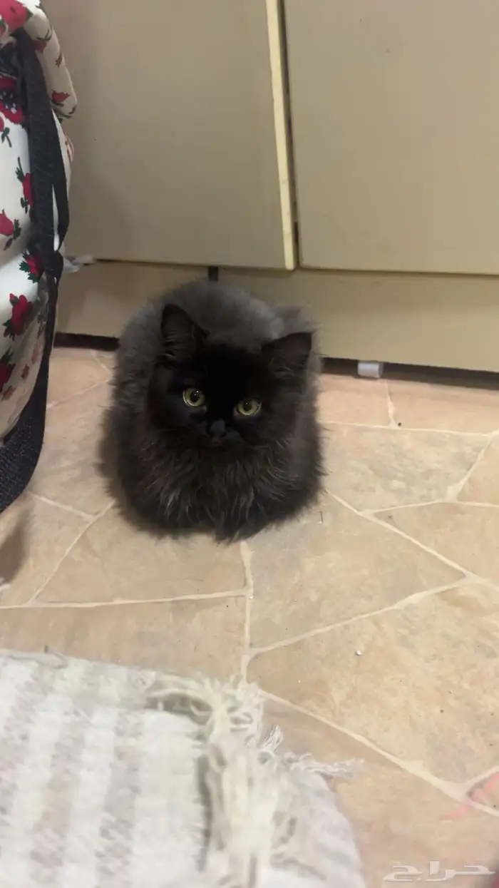 قطوه شيرازي هجين هيملايا 1