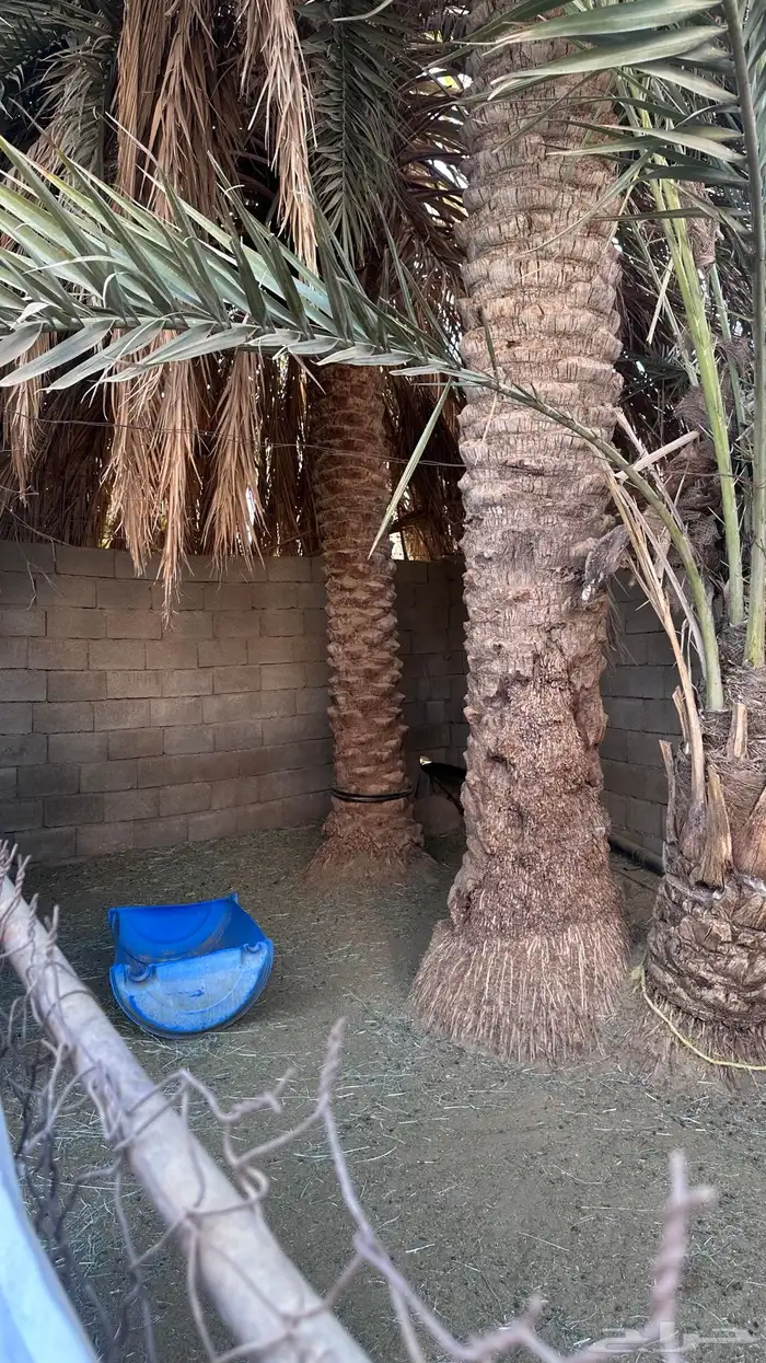 زريبة غنم جاهزه 1