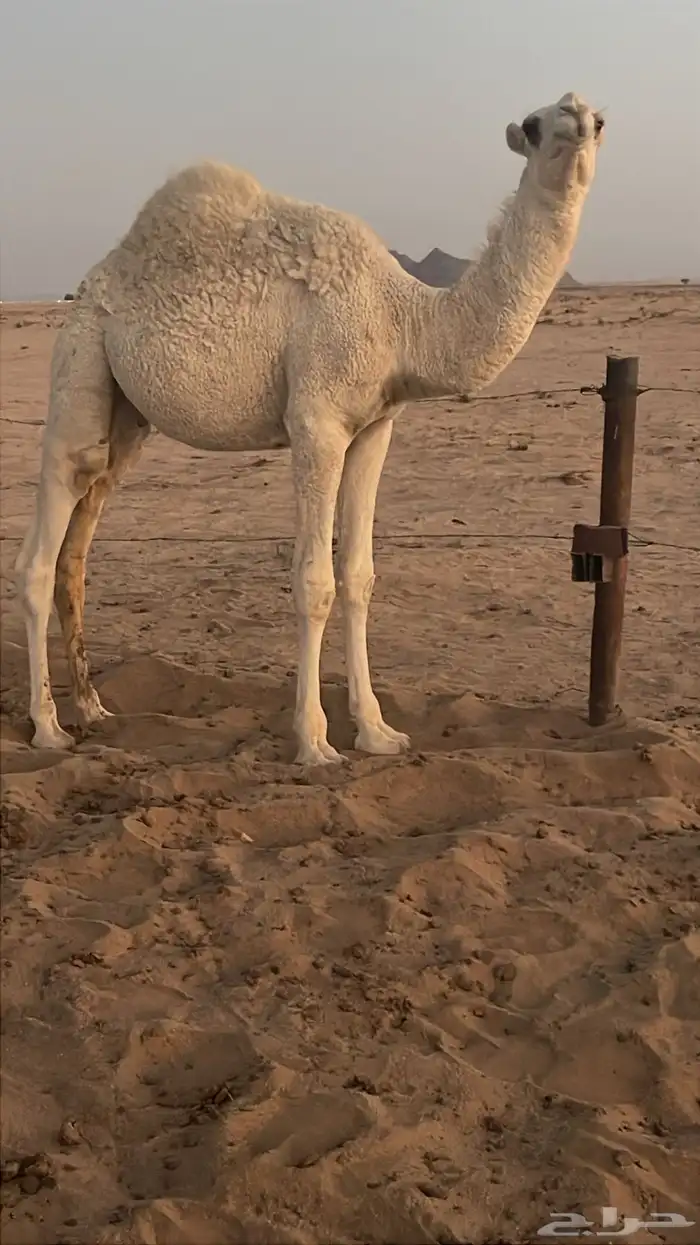 قعود باتلي 4