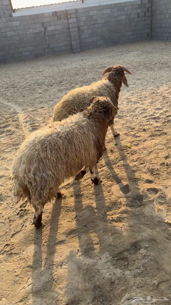 خرفان نعيم 0