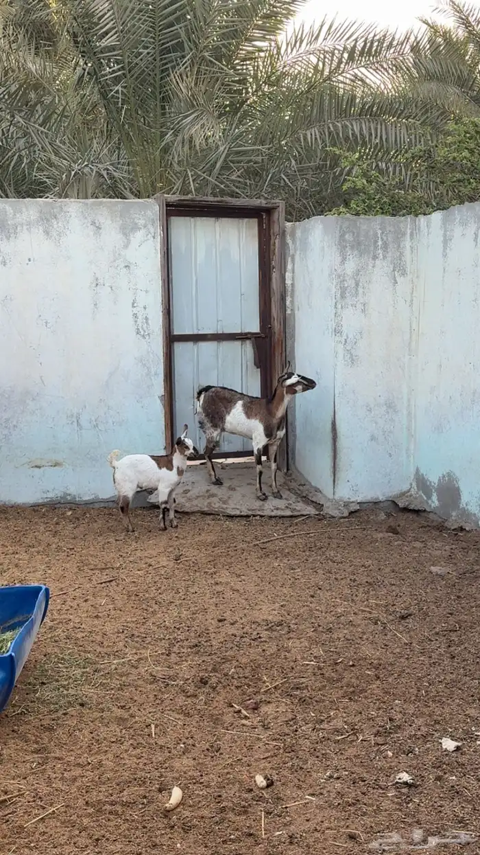 عنز جنوبيه 0