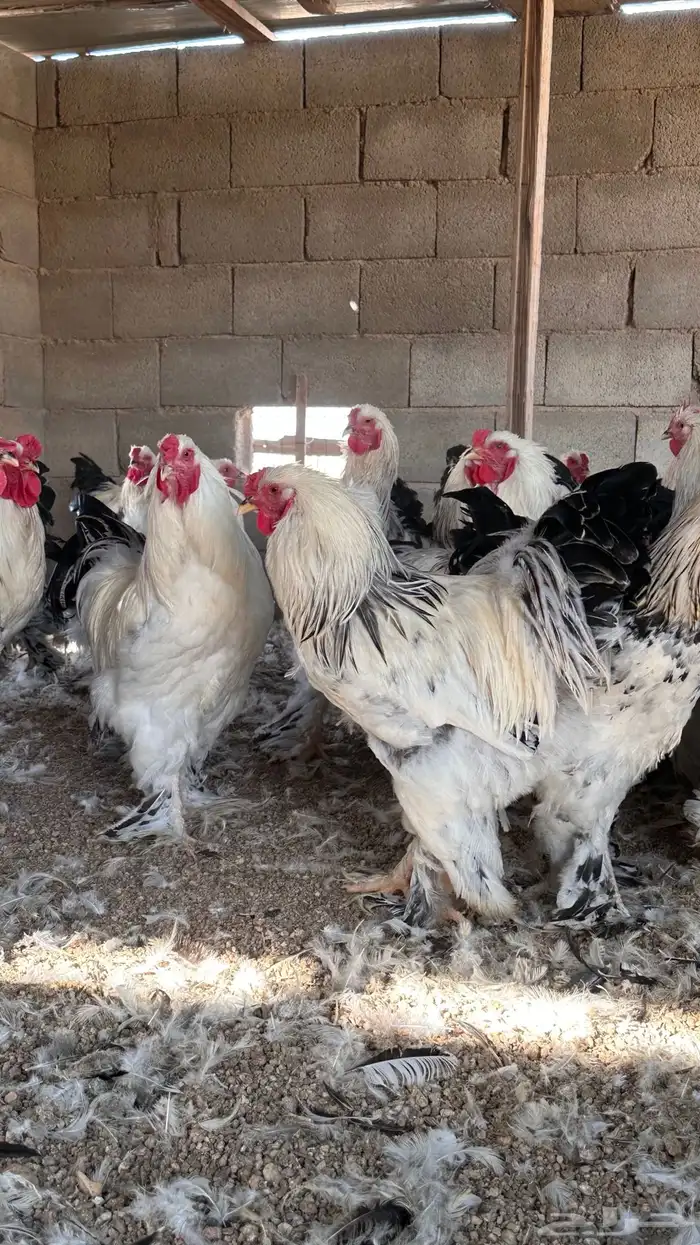 للبيع ديوك براهما كولمبي 1