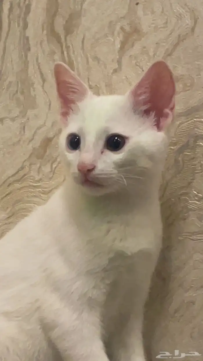 قط بلدي ابيض للتبني عمره 3 شهور 2